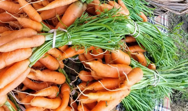 Carrots are sprawling in bundles in a stack.