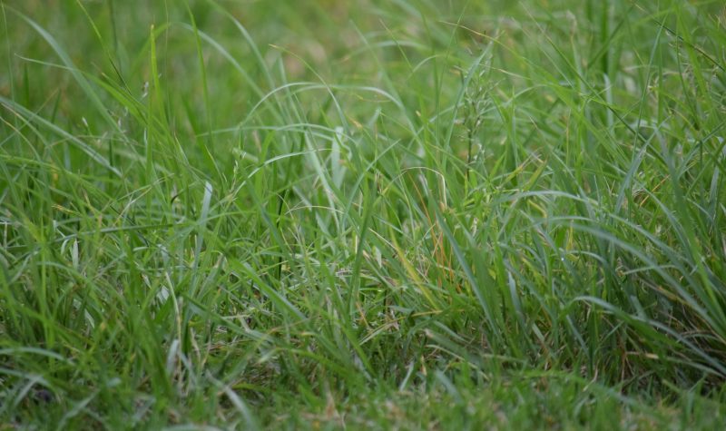 A close up of long green grass on a lawn.