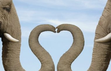 Deux éléphants faisant un coeur avec leur trompe