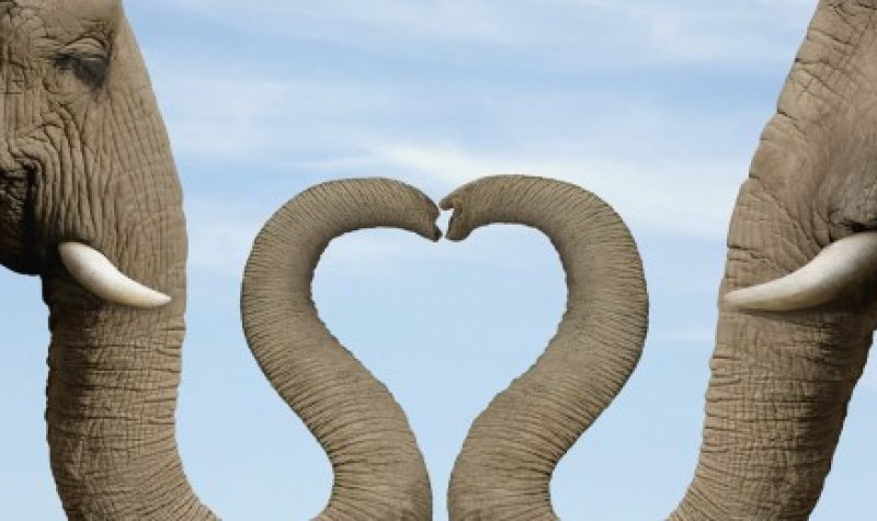 Deux éléphants faisant un coeur avec leur trompe