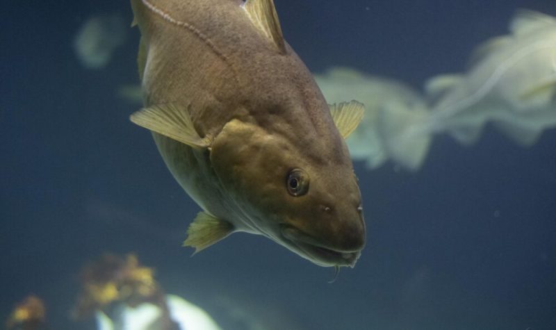 Vue sous l'eau d'un poisson dans l'océan