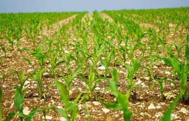 Small green corn plants can be seen beginning to blossom from the soil in multiple rows of a large corn field.