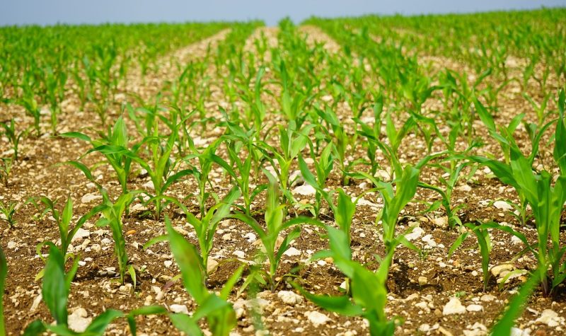 Small green corn plants can be seen beginning to blossom from the soil in multiple rows of a large corn field.