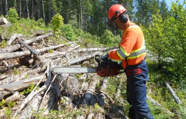 Un permis est obligatoire pour la coupe de bois. – Photo tirée du site web de Alberni Valley Community Forest Corporation