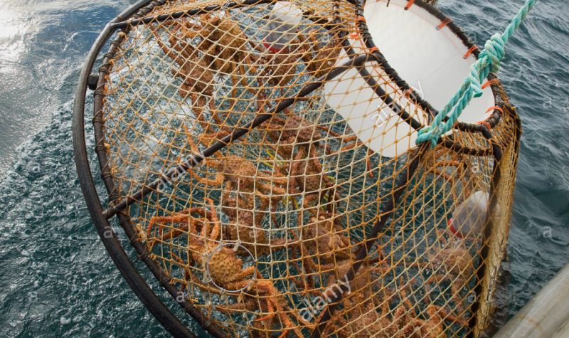 crab-pot-is-hauled-up-over-the-side-of-the-boat-during-the-commercial-brown-crab-fishing-season-in-icy-strait-alaska-x2bkdf