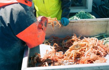 Une main tient un crabe aux côtés d'un bac rempli de crabes.