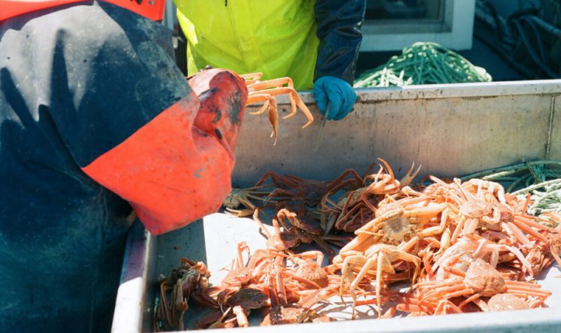 Une main tient un crabe aux côtés d'un bac rempli de crabes.