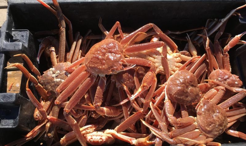 A photo of Snow Crabs in a bin on the Magdalen Islands.