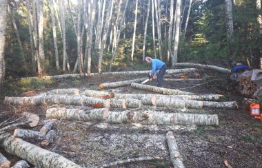 A man with chainsaw cutting fallen alders lying on ground in a clearing with forest all around