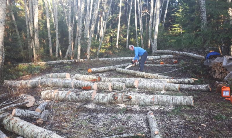 A man with chainsaw cutting fallen alders lying on ground in a clearing with forest all around