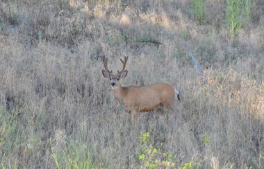A deer looks at the camera standing in an open field.