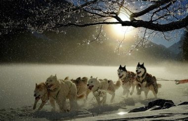 Des chiens tirent un traîneau dans un paysage hivernal en contre-jour.