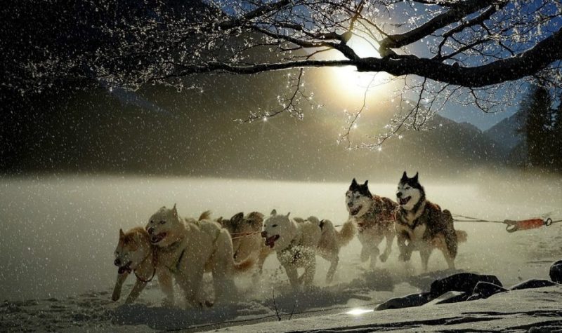 Des chiens tirent un traîneau dans un paysage hivernal en contre-jour.