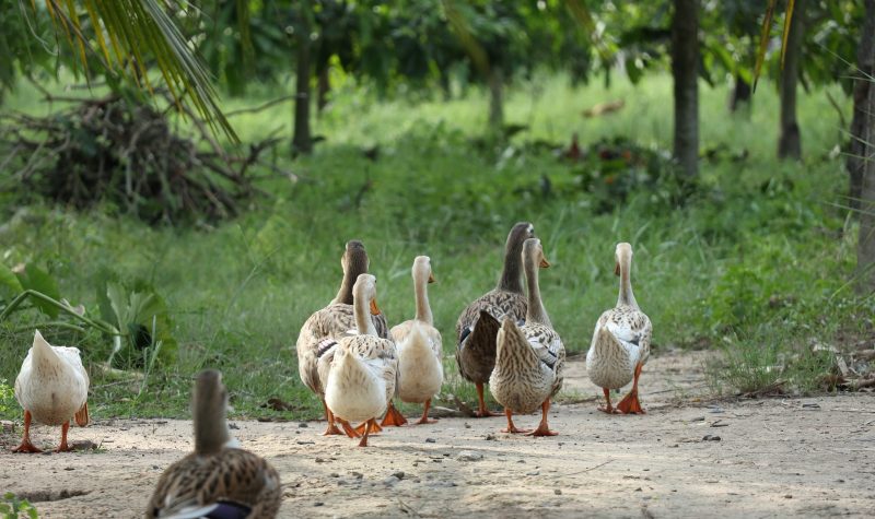 Des canards sur une ferme.