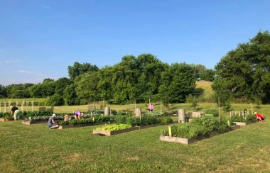 A field with trees in the background while various people work over gardens in the fields with plants and flowers showing in the gardens.