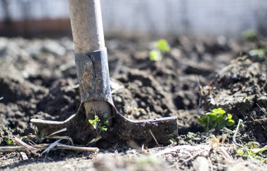 A shovel stuck in dirt.