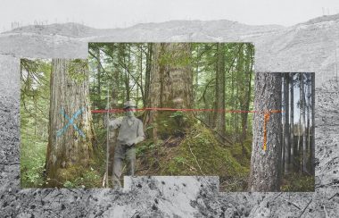 Three colour photographs are juxtaposed against a black and white image of clearcut landscape.