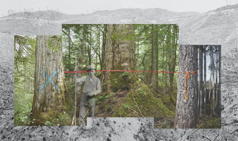 Three colour photographs are juxtaposed against a black and white image of clearcut landscape.
