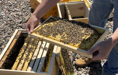 Thousands of honeybees in their hive on the Halifax Shopping Centre rooftop.