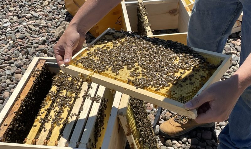 Thousands of honeybees in their hive on the Halifax Shopping Centre rooftop.