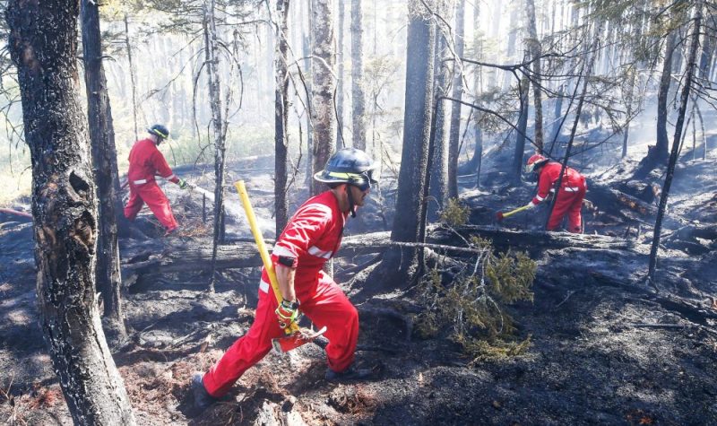 Trois pompiers combattant un feu de forêt.