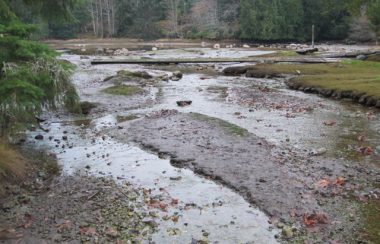 A stream with various pools and rocks is shown in a forest landscape.