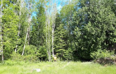 Alder and cedar forest, meadow in foreground, worker in hard hat, sunny day, with blue sky and some clouds