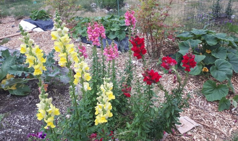 A garden with colourful flowers with woodchips on ground