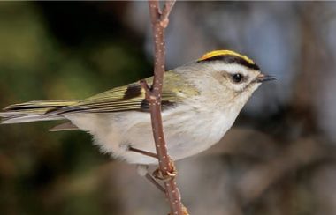 A small bird is perched on a branch. Its plumage is mostly white or grey with streaks of yellow and black on its wings and head.