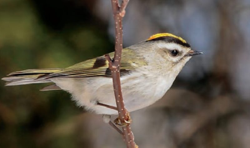 A small bird is perched on a branch. Its plumage is mostly white or grey with streaks of yellow and black on its wings and head.