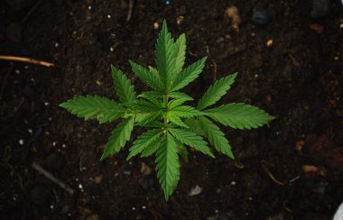 Plante de cannabis dans la terre