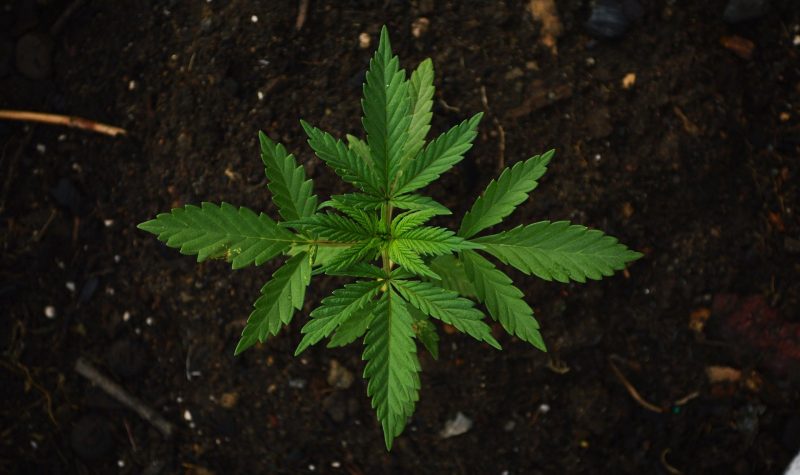 Plante de cannabis dans la terre