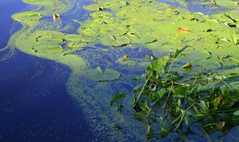 Plan rapproché d'un étang avec une mousse verte qui flotte à la surface.