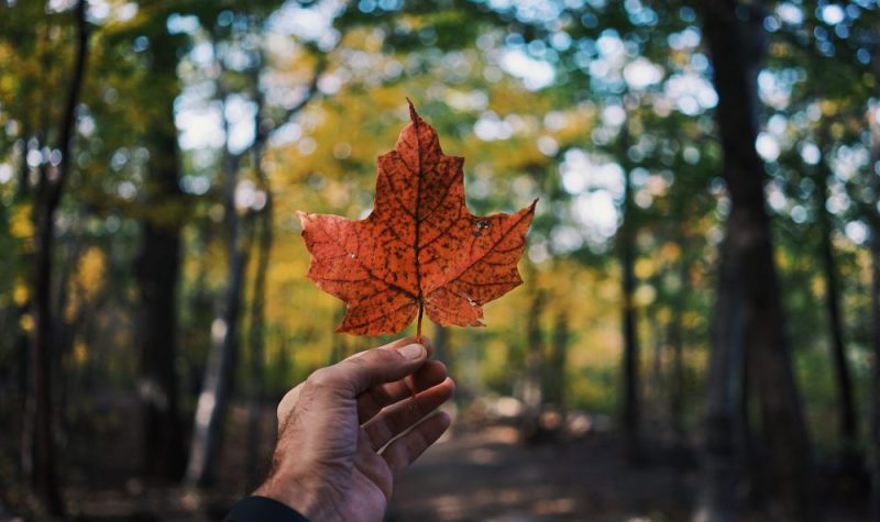 On aperçoit un main tenant une feuille d'érable rouge au milieu d'un bois. On peut voir des arbres et un sentier en arrière-plan