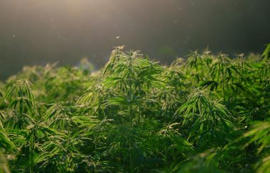 Plantes de cannabis