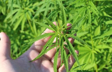 Une main tient la tige d'un plant de chanvre.