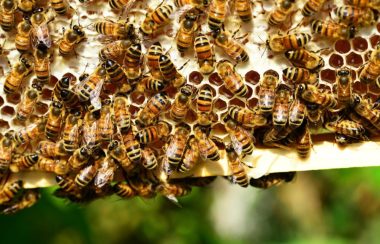 Le cadre d'une ruche couvert d'abeilles mellifères.