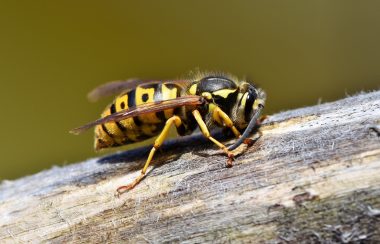 Une guêpe jaune avec des taches noires est sur une branche.