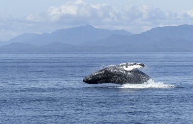 A Humpback whale breaches in coastal waters.