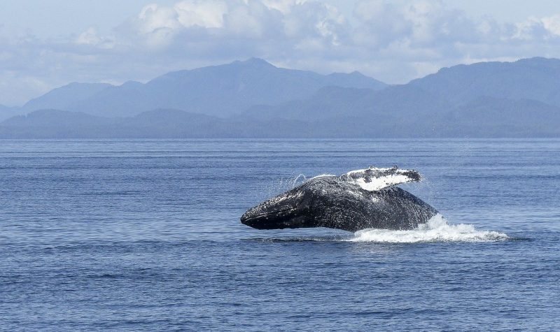 A Humpback whale breaches in coastal waters.