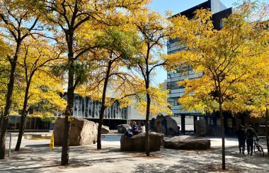 Trees with yellow leaves surround a background of buildings on grey concrete.