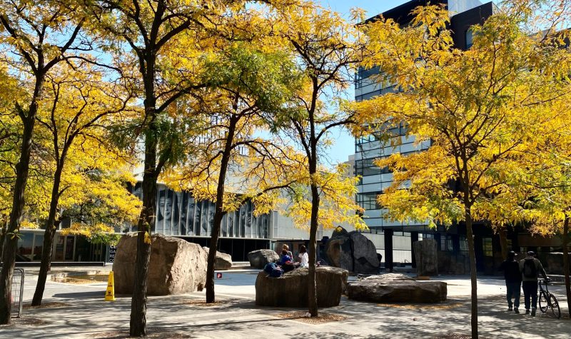 Trees with yellow leaves and buildings in the background