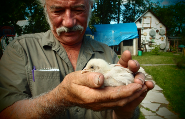 Ed Gilliard holds a chick in his hands on their farm in Prince George
