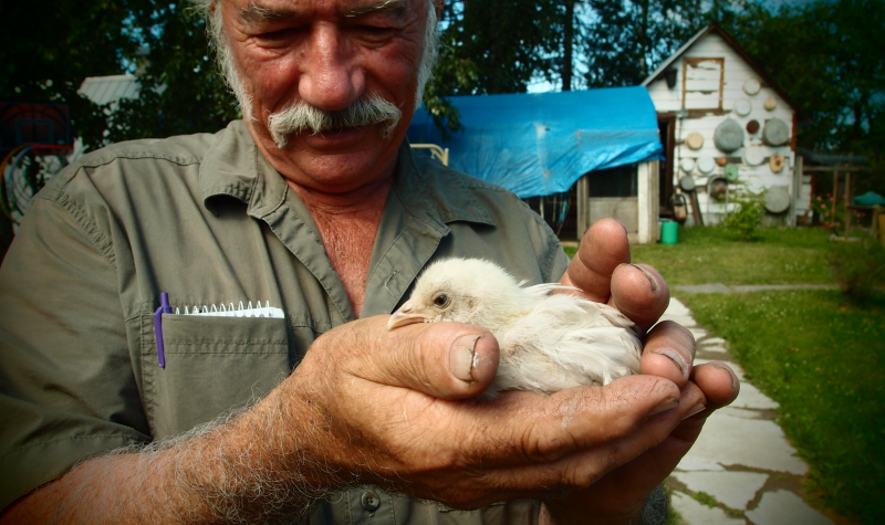 Ed Gilliard holds a chick in his hands on their farm in Prince George