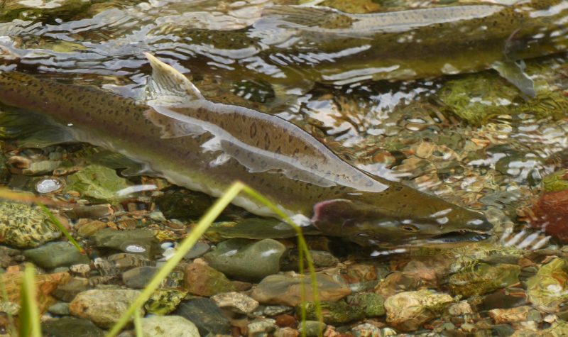 Pink Salmon swim upstream, closeup photo.