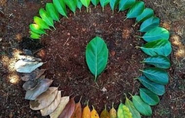 A circle of leaves is laid out on the ground according to individual leaf colour.