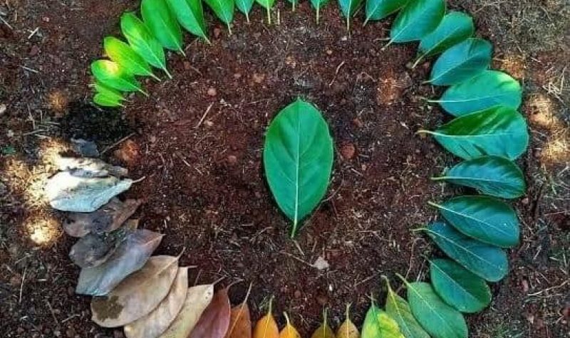 A circle of leaves is laid out on the ground according to individual leaf colour.
