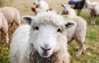 Un mouton dans une ferme.