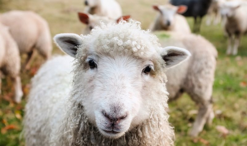 Un mouton dans une ferme.