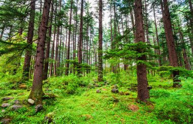Des arbres bruns dans une forêt verte, avec des champignons et des roches au sol.